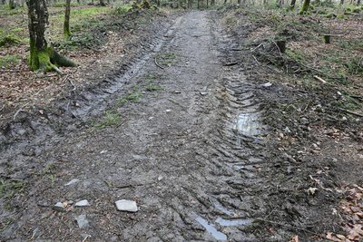 Die während der Rodungen zerfahrenen Wege sollen im Sommer instand gesetzt werden.