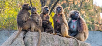 Dscheladas (Blutbrustpaviane) sollen in einer neuen Anlage im Chemnitzer Tierpark ein Zuhause finden. Die wird gerade gebaut und soll spätestens im Frühsommer öffnen. Bereits jetzt kann man aber schon Tierpatenschaften für die seltene Primatenart übernehmen. 