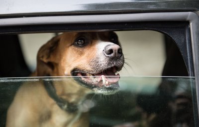 Ein offener Spalt reicht? Nein, ein abgestelltes Auto kann sich auch mit leicht geöffneten Fenstern sehr schnell aufheizen.