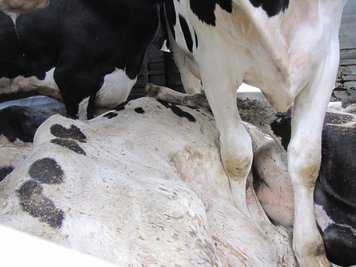 In diesem Transport wurden eklatante Verstöße gegen das Tierschutzgesetz entdeckt.