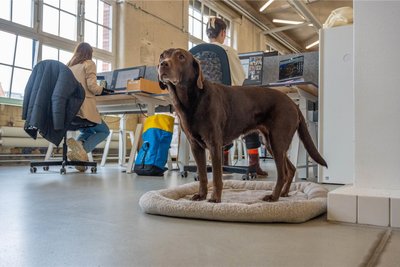 Bürohund Coco ist bei Staffbase Maskottchen – und gehört für viele Mitarbeiter zur Staffbase-Familie.