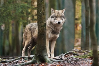 Bei Pausa im nördlichen Vogtland ist ein Wolf unterwegs. Am Wochenende riss er dort mehrere Schafe.
