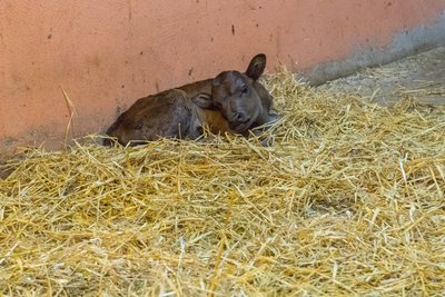 Im Auer Zoo der Minis ist am Samstag Dahomey-Rind Kauri zur Welt gekommen.