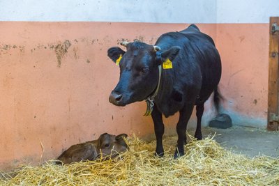 Kauris Mutter Karin lebt seit Februar im Auer Zoo.