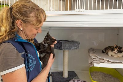 Die Helfer im Tierheim betreuen zurzeit auch etwa 20 junge Katzen, die noch nicht an Menschen gewöhnt sind. Sie brauchen dringend Familienanschluss.