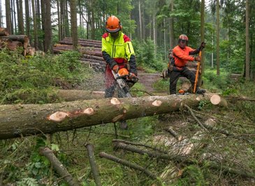 Im Forstbezirk Neudorf ist die Nachfrage nach Brennholz deutlich gestiegen. 