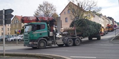 Der diesjährige Weihnachtsbaum stammt aus Cainsdorf und wurde am Dienstag in die Zwickauer Innenstadt gebracht.