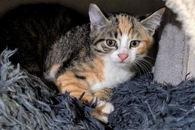 Ginger ist die Dritte im Geschwister-Bunde. Diesen Freitag, also am Weltkatzentag, gibt es für das Trio die erste Impfung.