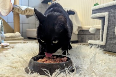 Dank guten Futters hat Milan bereits ordentlich an Gewicht zugelegt. Wer das Tierheim unterstützen will: Hochwertiges Nassfutter ist immer willkommen.