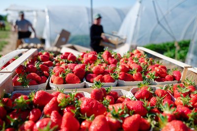 Verbraucher können aktuell besonders günstig Erdbeeren kaufen. (Archivbild)