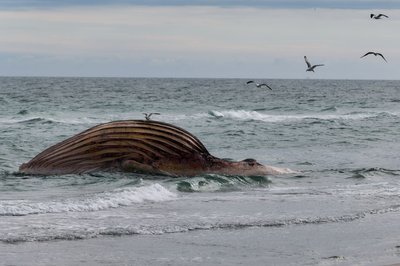 Seit Wochen liegt der Wal-Kadaver vor Anholt. Ein Transportversuch scheiterte. 
