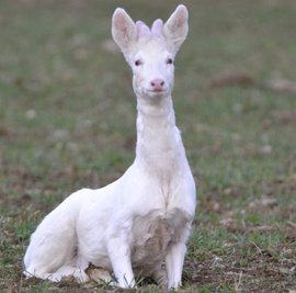 Albino-Reh: Nach langer Foto-Pirsch endlich abgelichtet.