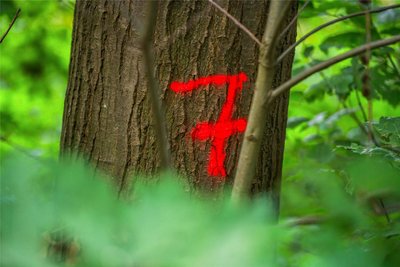 126 Laubbäume sollen entlang eines Weges im Neukirchener Wald gefällt werden. Danach soll der Weg als Bau- und Servicezufahrt für drei geplante Windräder ausgebaut werden. Anwohner befürchten ein Waldsterben. Der Eigentümer des Waldweges Sachsenforst äußert sich nun zu den möglichen Folgen der Baumfällungen.