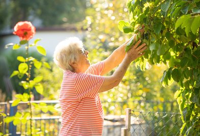 Tief hängende Obstgehölze wie diese Kiwibeere erleichtern das Ernten. Gisela Stock freut sich über die süßen Früchte.