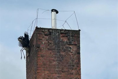 Kopfüber an der Esse: So hat sich der Storch seinen Heimflug bestimmt nicht vorgestellt.