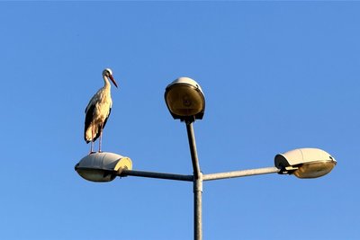 Auch auf einer Laterne hielt ein Storch Wache.