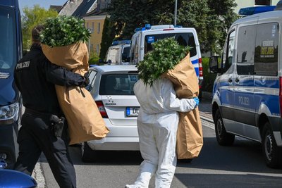 In Waldheim wurden am Donnerstag mehrere hundert Pflanzen sichergestellt.