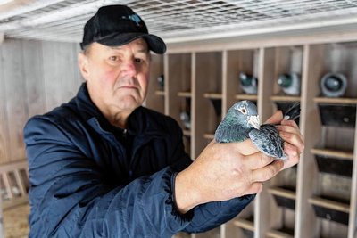 Der Grünbacher Taubenzüchter Kurt Buchheim mit seiner erfolgreichsten Taube.
