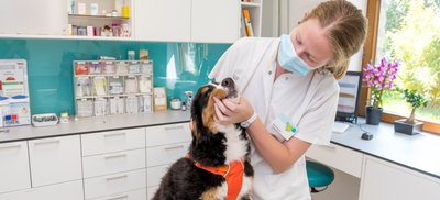 Tierärztin Sarah Krause mit Berner Sennen-Hündin Alva in der Tierklinik Marienberg. Auch dort wird eine Petition unterstützt, die sich gegen einen EU-Plan zum Einsatz von Antibiotika bei Haustieren richtet.
