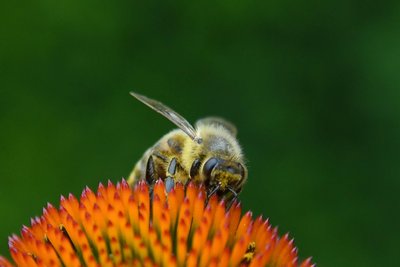 Bienen haben es nicht mehr besonders leicht in Gärten und auf Balkonen. Tipps für eine insektenfreundliche Gestaltung gibt es beim Tag der offenen Gartenpforte.