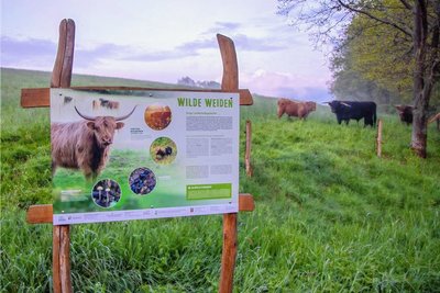 Die Hochlandrinder im Hirschgrund werden bei den Naturtagen auch ein Thema sein.