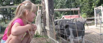Leni beobachtet fasziniert die Mini-Hängebauchschweine. Die Tiere suhlen sich oft mit sichtlichem Wohlbehagen im Staub ihres Geheges.