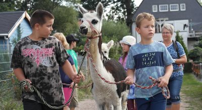 John (l.) und Niklas führen einen Alpakahengst durch Altgeringswalde.