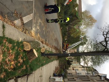 Die Feuerwehr war mit drei Fahrzeugen im Einsatz an der Schiersandstraße, um die Bäume zu fällen und zu zerlegen.