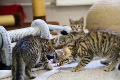 Die Tierschützer befürchten, dass sie künftig weniger verwilderte Freigänger-Katzen kastrieren können und sich diese deshalb rasant vermehren.