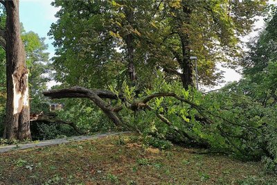 Radwege in und um Plauen sind teilweise wegen umgestürzter Bäume nicht mehr passierbar.