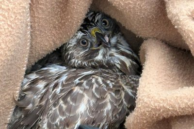 Der verletzte Greifvogel nach seiner Rettung.