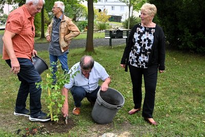 Hartmut Lauterbach, Stephan Werner, Christian Hascher und Marion Servé beim Pflanzen.