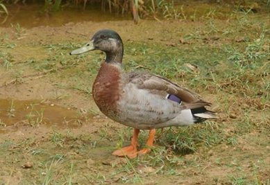 Tevor the Duck hat eine eigene Facebook-Seite.