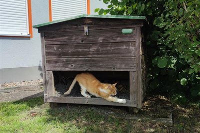 Kater Tales gefällt es in der Straßenmeisterei Freiberg.