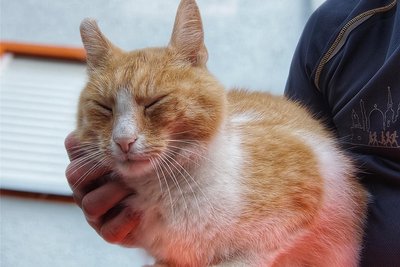 Da schnurrt er: Mitarbeiter der Straßenmeisterei haben Kater Taler ins Herz geschlossen.