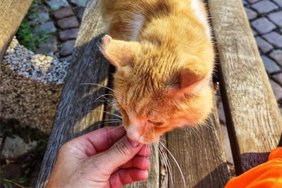Kater Taler hat ein Zuhause – oder sogar zwei.