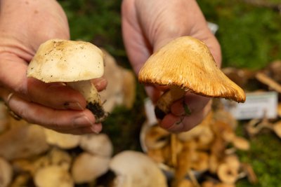 Sehen sich zum Verwechseln ähnlich: Der essbare Mairitterling (l.) und der tödlich giftige ziegelrote Risspilz (r.).