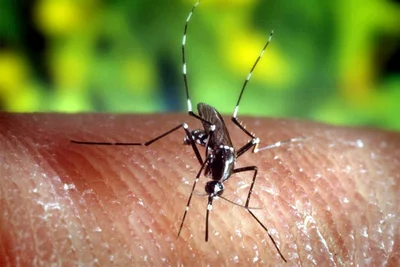 Ein Ausschlusskriterium ist eine Malaria-Erkrankung. Der Erreger kann von einer asiatischen Tigermücke (Foto) übertragen werden kann.