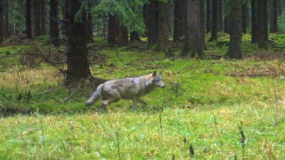 Das ist das vorerst letzte Foto des Wolfes, der zwischen Großrückerswalde und Rübenau ansässig geworden sein könnte. Aufgenommen wurde es am 24. November von einer Wildkamera. 