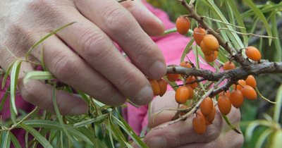 Angelika Künzel hat sich der Kräuterkunde verschrieben. Hier wird Sanddorn im heimischen Naturgarten gepflückt. 