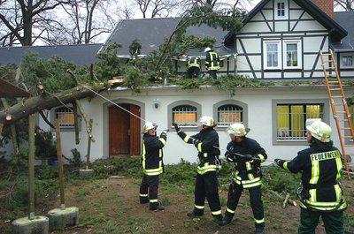 Stumschaden 2007: Baum fiel auf Schwane