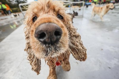 Der Hundesportverein Pleißa will 2500 Euro gewinnen.