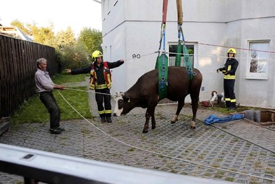 Mittels Kran konnte die Kuh aus der Grube gehoben werden.