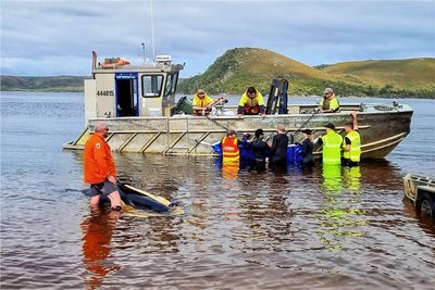 Retter versuchen, einen gestrandeten Wal ins offene Wasser zu bringen. 