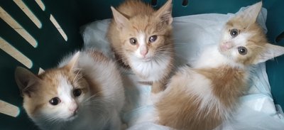 Für die Katzenbabys brauchte der Gelenauer etwas länger, doch schließlich konnte er auch die letzten drei ins Annaberger Tierheim bringen.