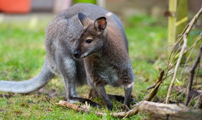 Das Känguru Viggo sitzt im Garten. Das Veterinäramt Celle hat einer niedersächsischen Familie das Tier weggenommen.