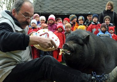 
              <p class="artikelinhalt">Eine Geburtstagstorte gab es für Hängebauchschwein Erna zum ersten Geburtstag. Tierparkleiter Peter Heinrich musste den Liebling der Besucher und Mitarbeiter nicht lange zum Menü bitten. </p>
            