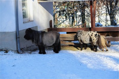 Die Minishetlandponys haben mit den frostigen Temperaturen und Schnee kein Problem. 