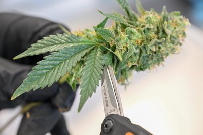Peinlich genau zwickten die Erntehelfer in der Vorwoche auch die blütennahen Blätter von den Blütenständen, die in getrockneter Form Marihuana heißen.