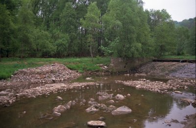 Das Wehr kontra Bachneunauge: Das Habitat ID 30510 (Ausleitungsstrecke "Steyermühle") sei stark beeinträchtigt durch sehr geringe Wasserführung/Trockenfallen, hieß es 2019 in einem Gutachten der Stadt Großschirma.